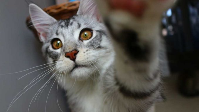 Il selfie perfetto. Gatto Selfie