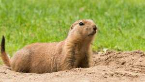giorno della marmotta