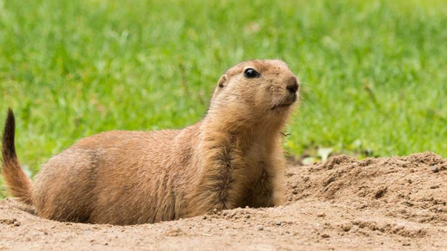 giorno della marmotta