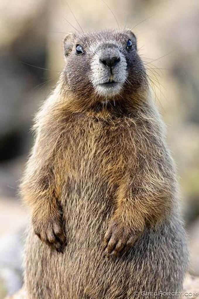 Il giorno della Marmotta che cos'è? Lifepare