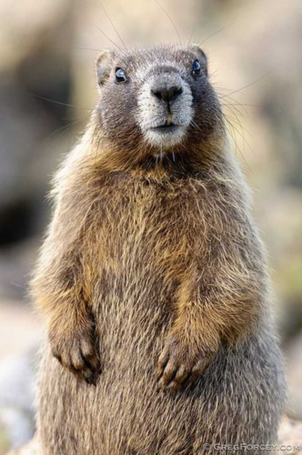marmotta régime alimentaire marmotte Empiretory