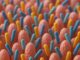 Villi Intestinali